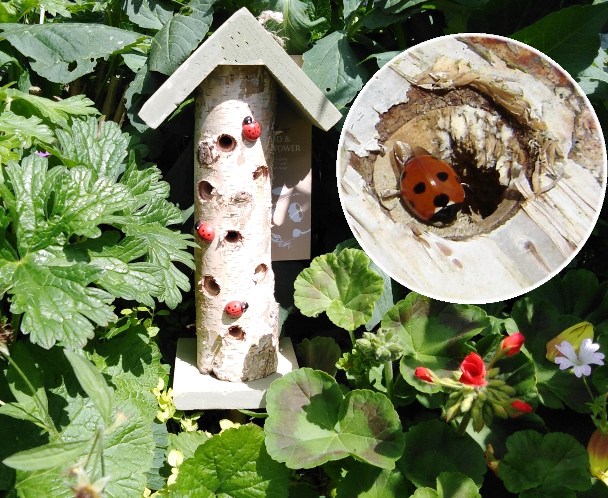 Evergreen Garden Birch Ladybug Habitat House 