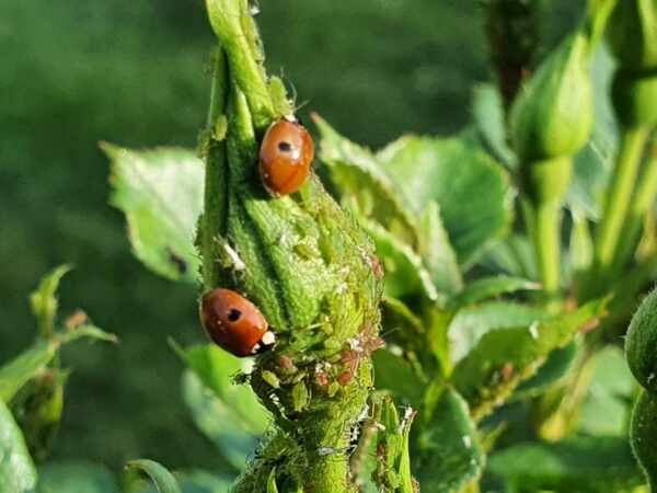 Adult Ladybirds