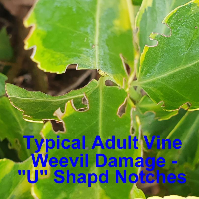 Zee No Weevil
