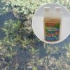 Barley-bio Algae Control