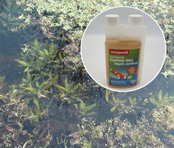 Barley-bio Algae Control