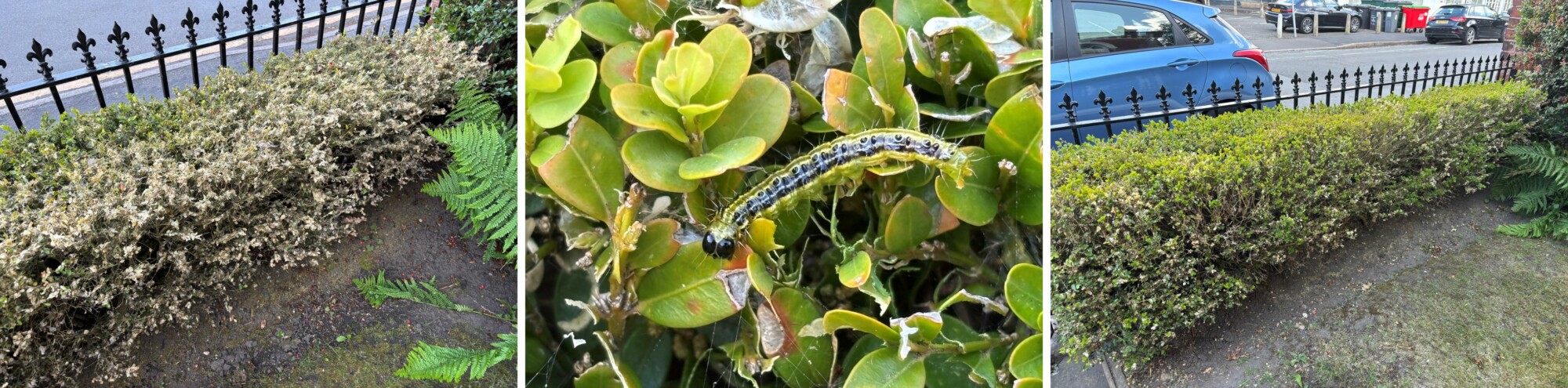 box caterpillars in hedge