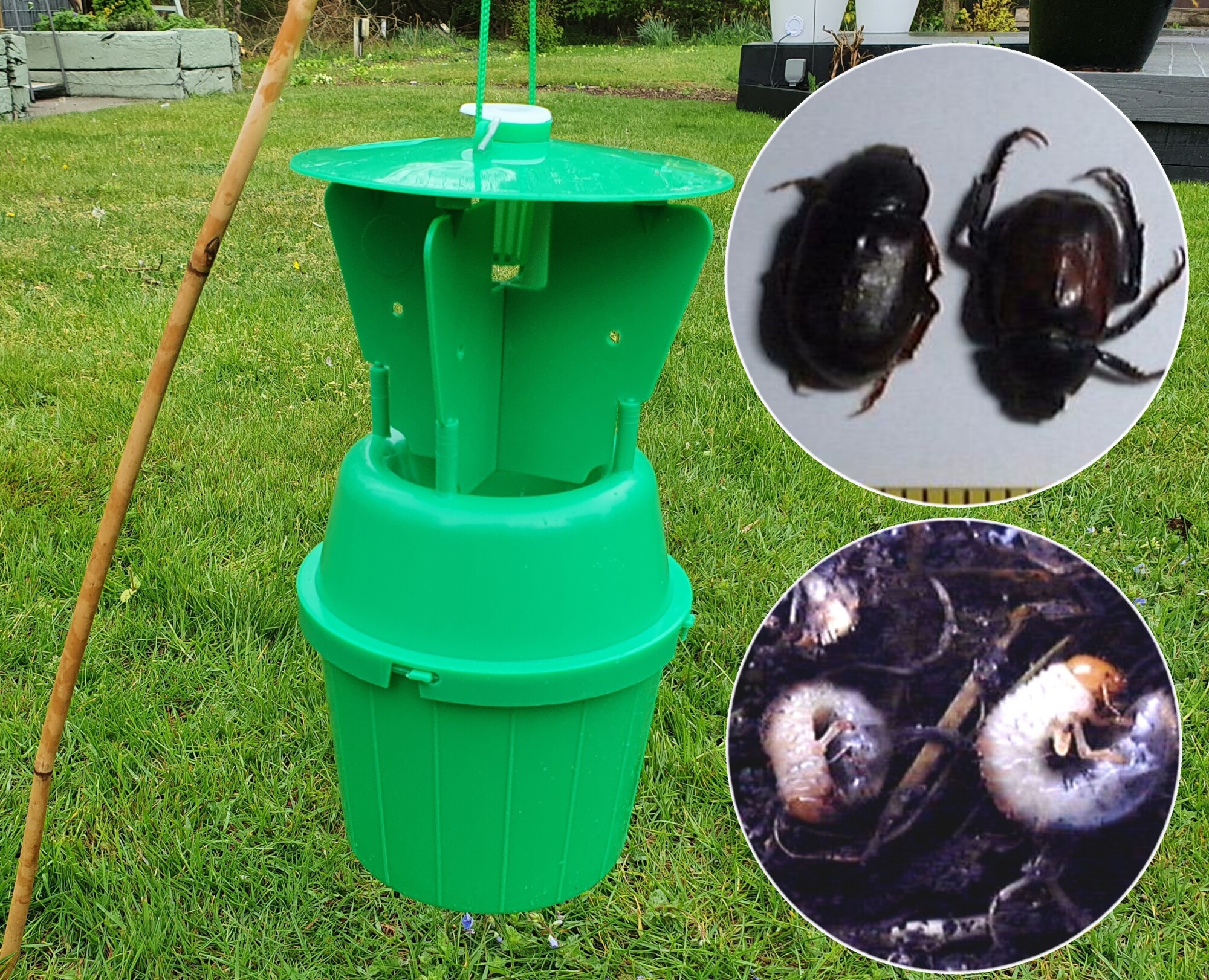 Beetle trap deals