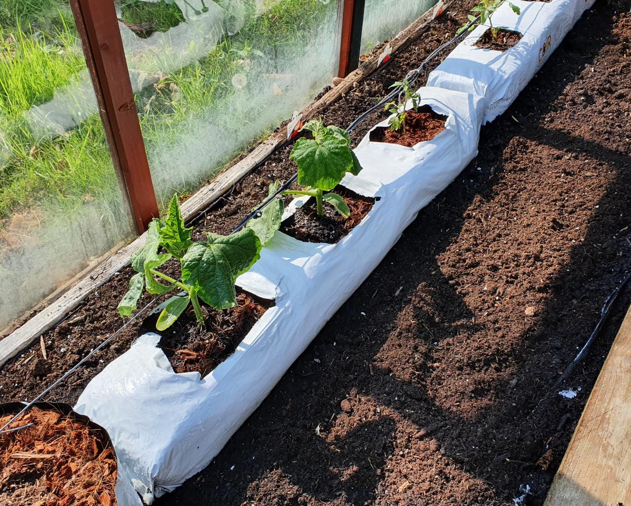 Upright Coco Coir Grow bags