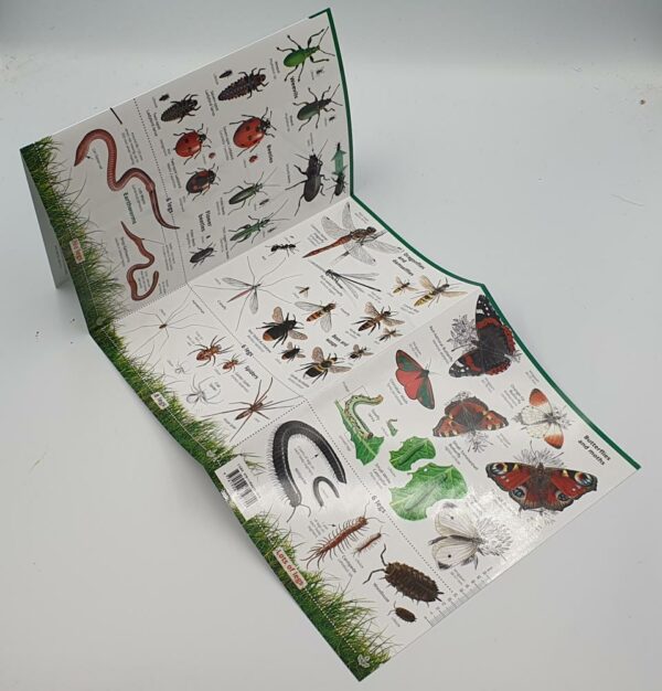 Garden Bugs and Beasties Field Guide