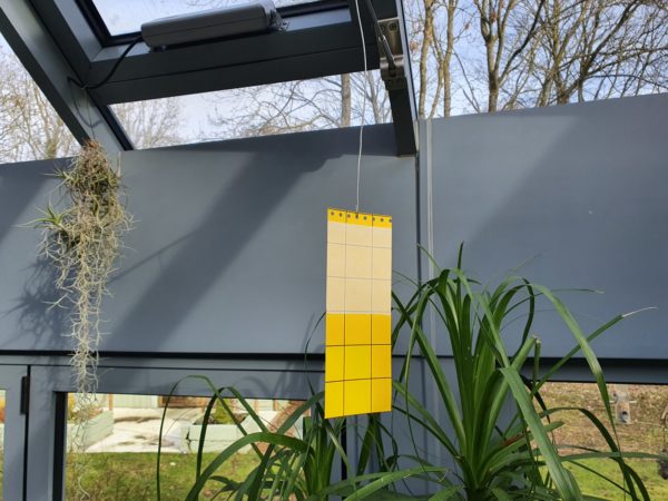 ECO Hanging Glue Traps