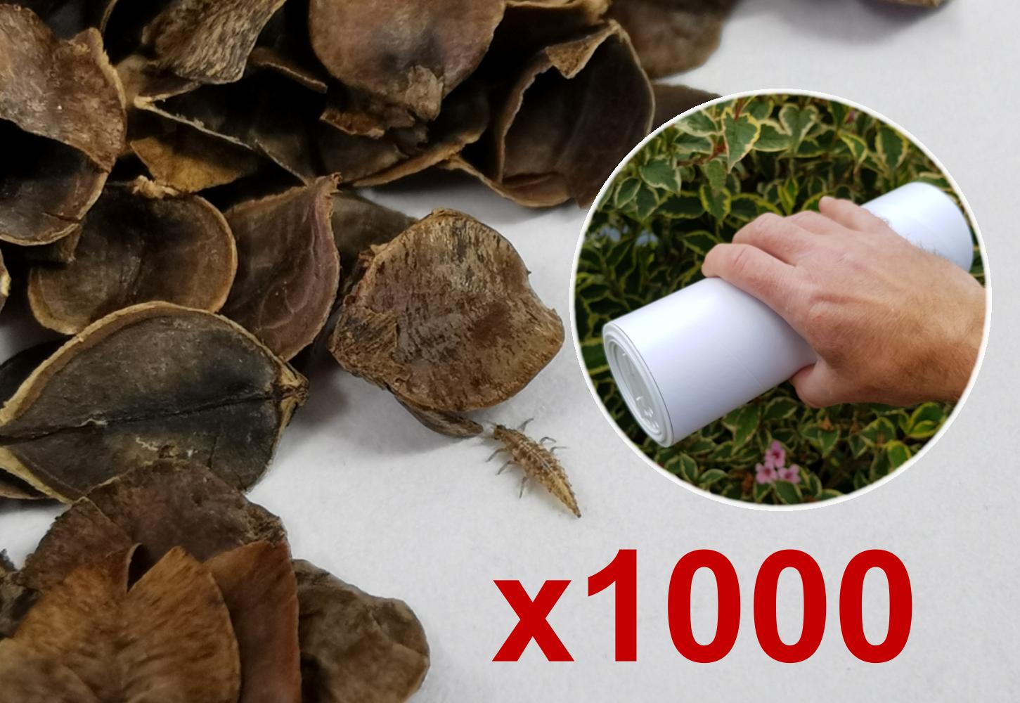 Lacewing Larvae 1000