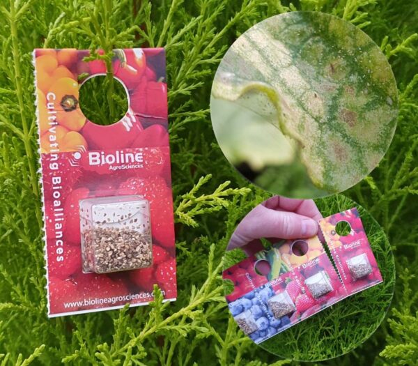 Phytoseiulus 500 Blister Pack