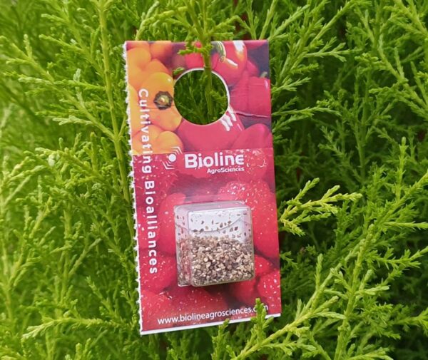 Phytoseiulus 500 Blister Pack