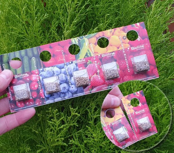Phytoseiulus 500 Blister Pack