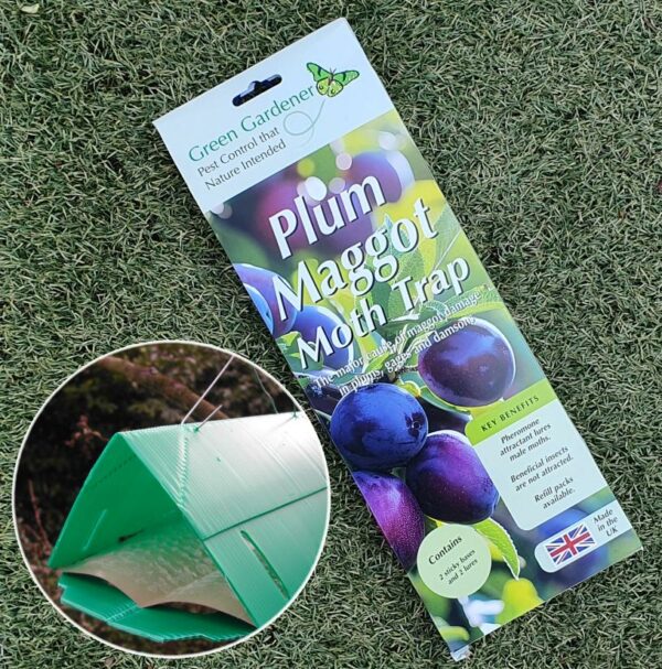 Plum Moth Trap