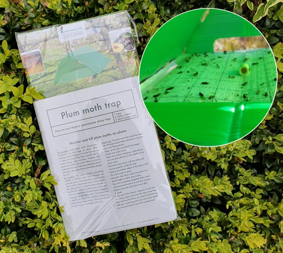 Plum Moth Trap Green Gardener