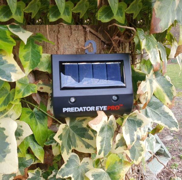 Solar Predator Eyes (replaces Nite Eyes)