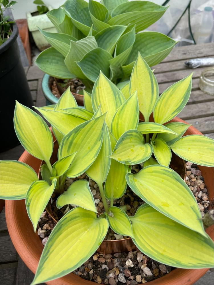 copper slug rings and hostas