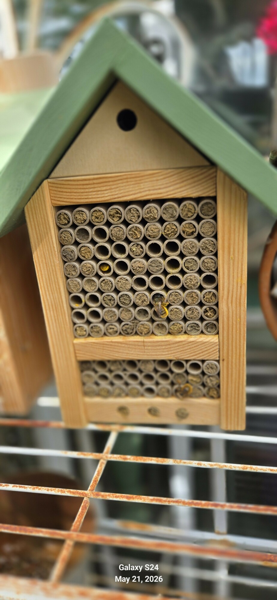solitary bee hotel in use