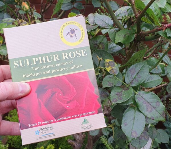 Sulphur Rose for Blackspot / Mildew 250g