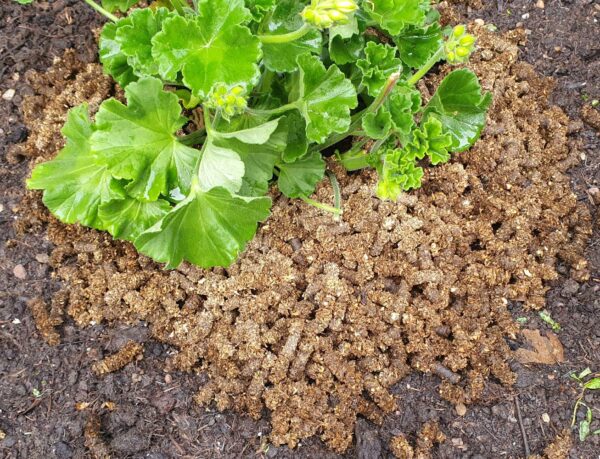 Slug and Snail Straw Pellets with Neem 5L