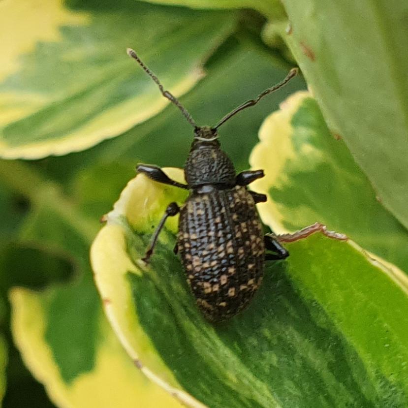 Zee No Weevil