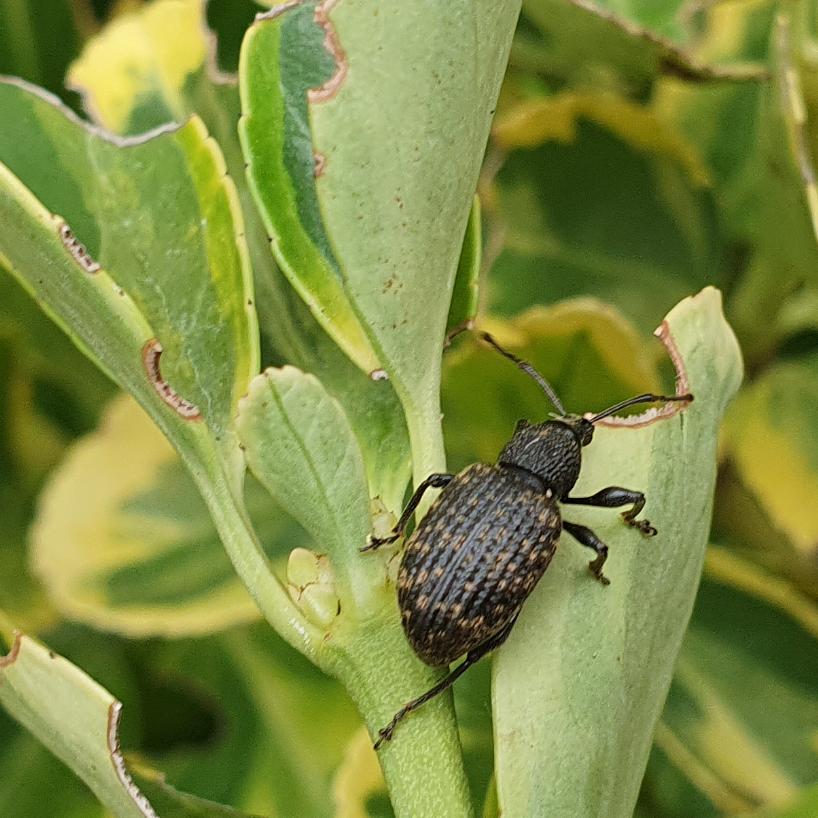 Zee No Weevil