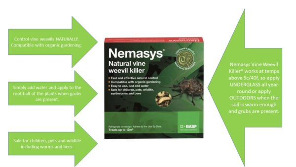Nemasys Vine Weevil Killer 100 sqm