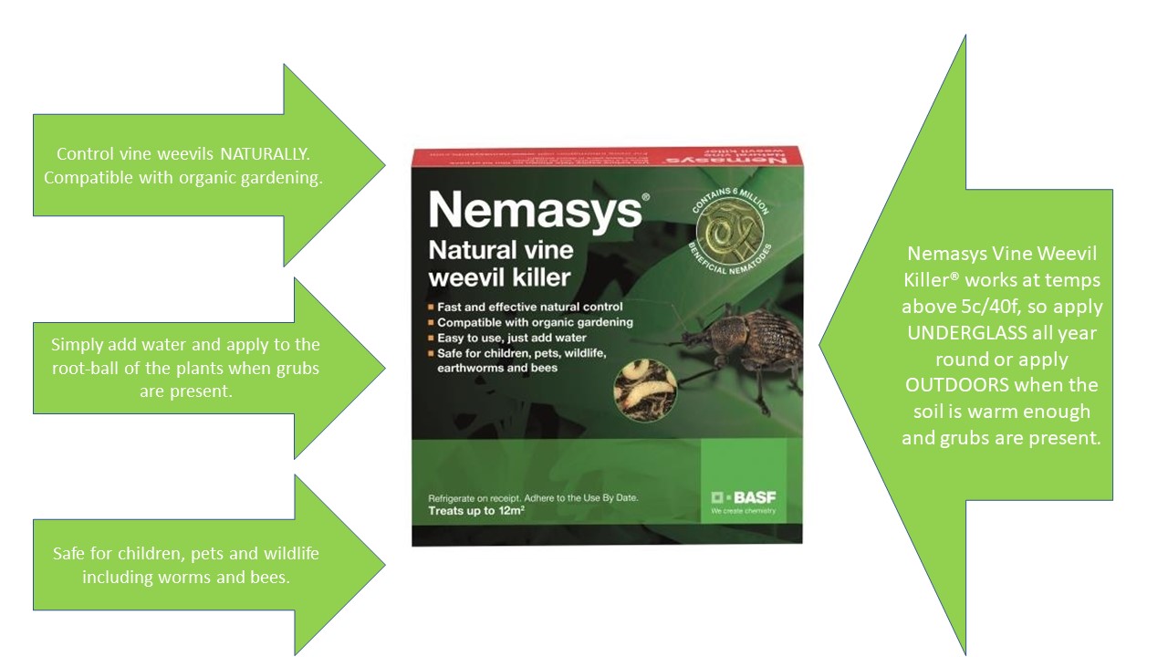 Buy Vine Weevil Killer Nematodes Online