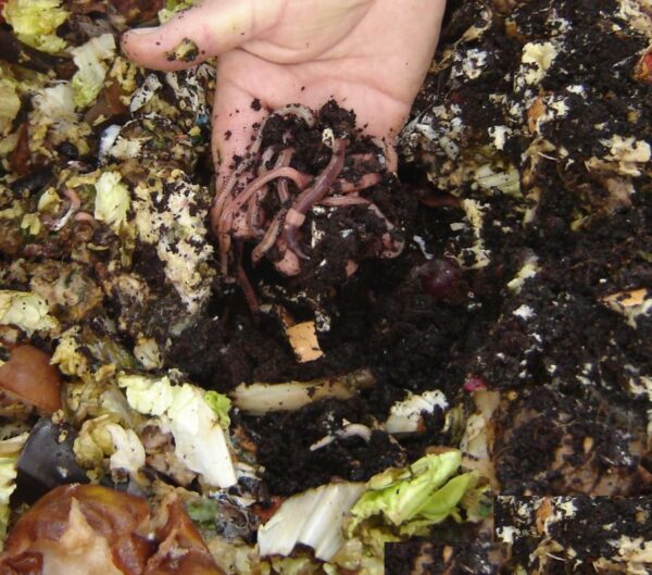Worm Farm Wormery with a WORM VOUCHER
