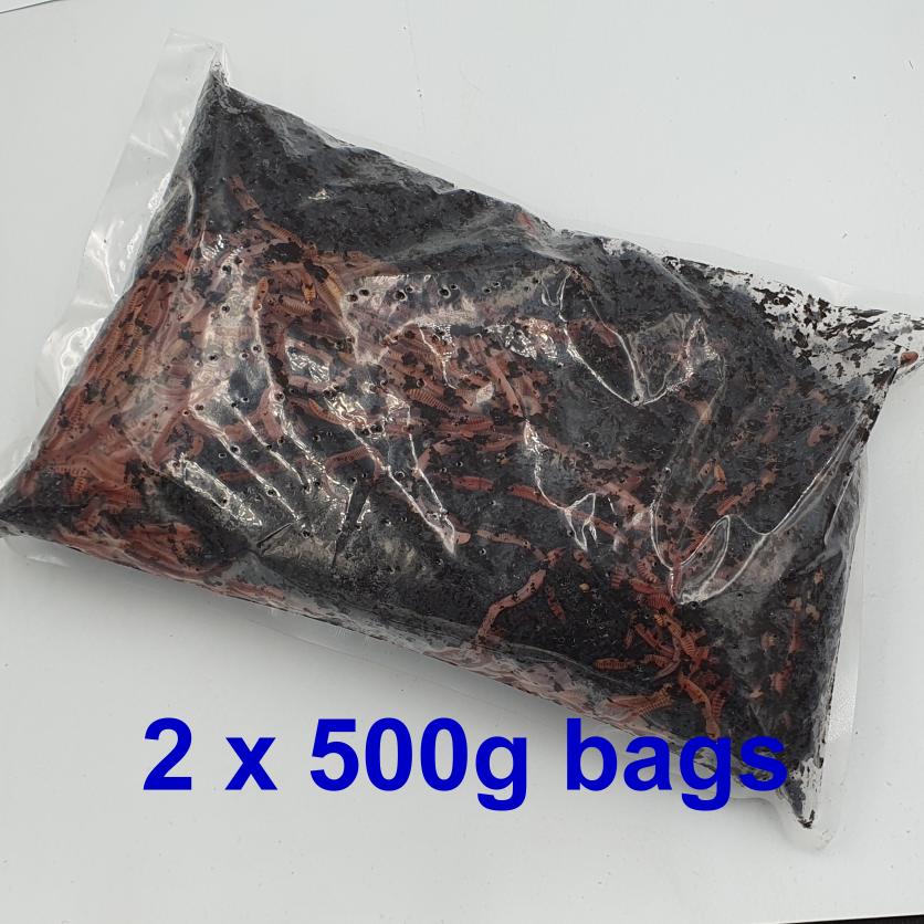 Composting Worms 1Kg