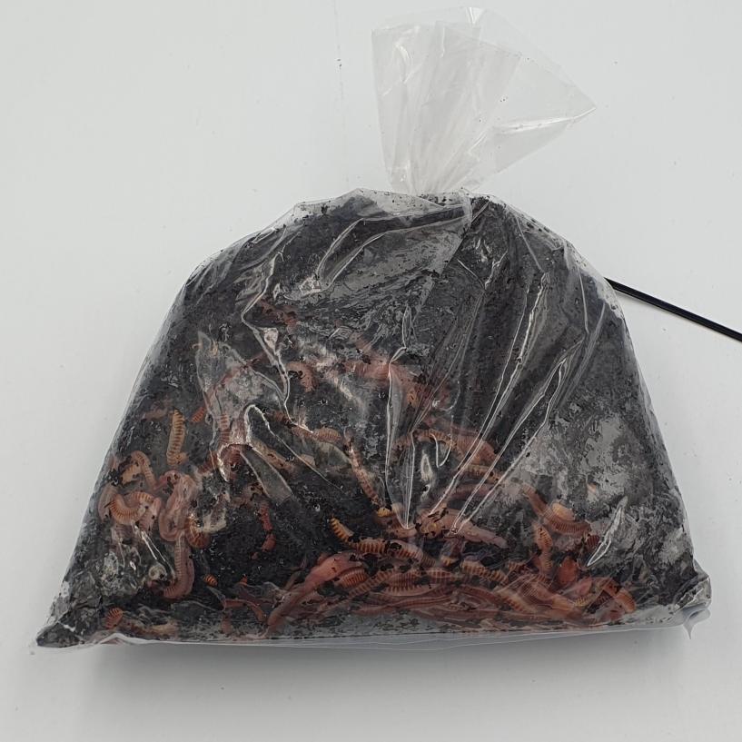 Composting Worms 250g