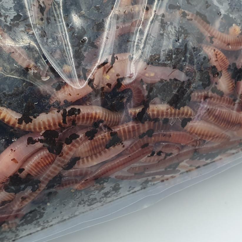 Composting Worms 250g