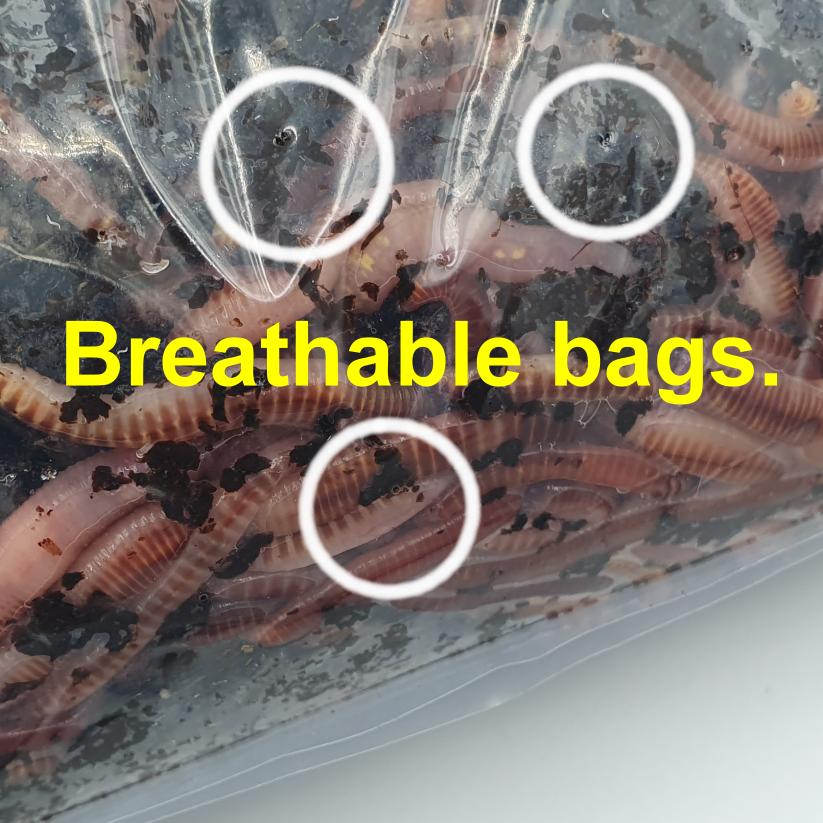 Composting Worms 250g