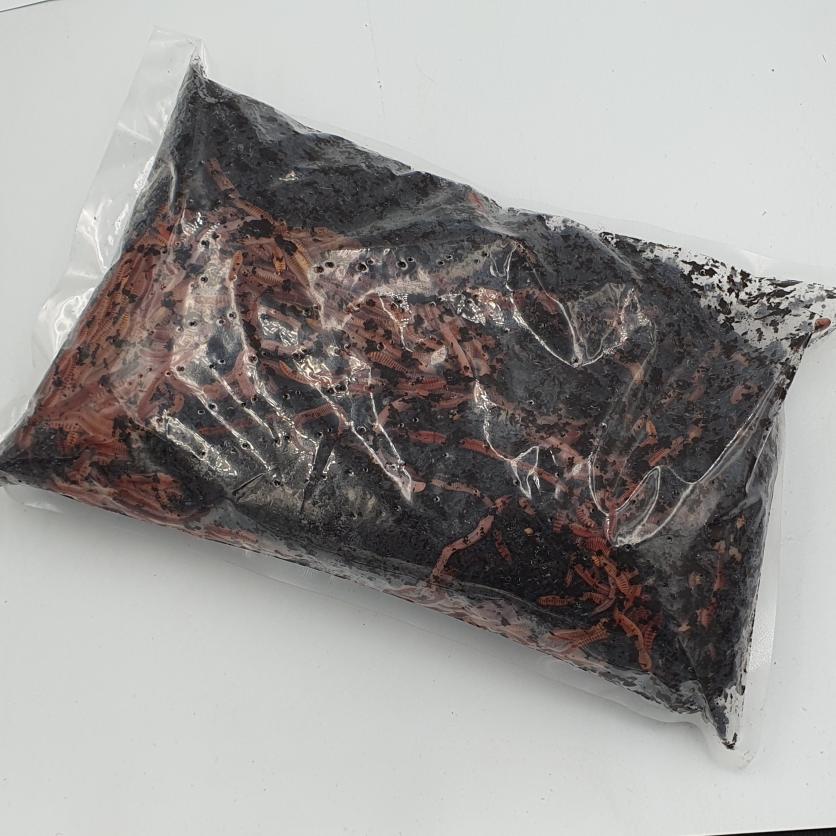 Composting Worms 500g