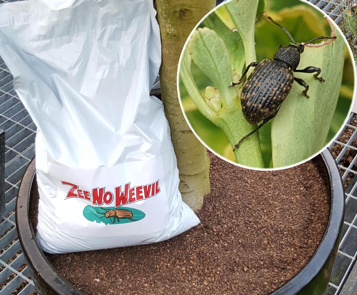 Zee No Weevil
