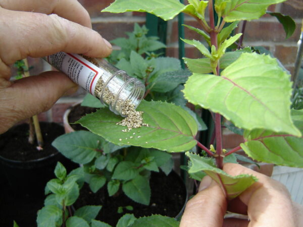 Phytoseiulus 2000