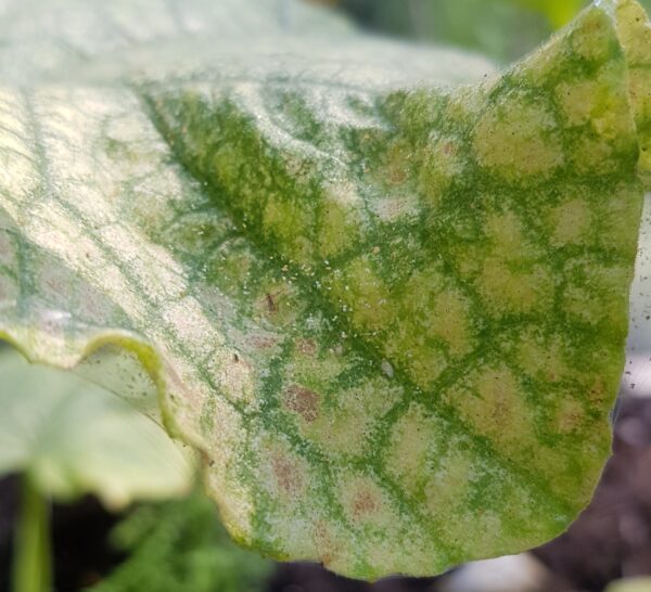 Phytoseiulus 2000