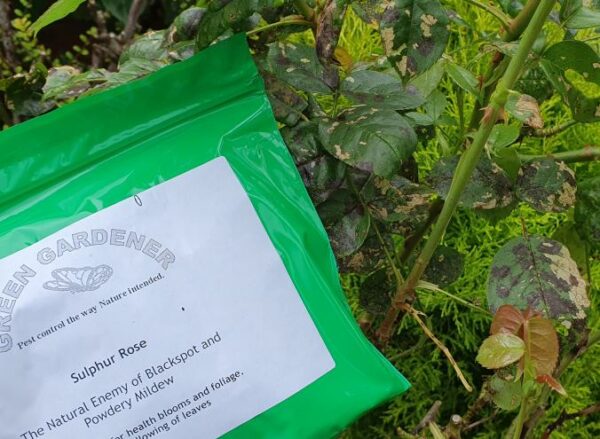 Sulphur Rose for Blackspot / Mildew 1L RTU