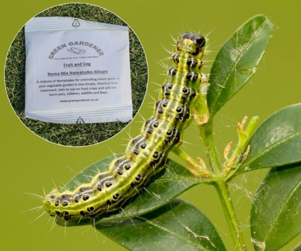 Box Tree Caterpillar Nematodes