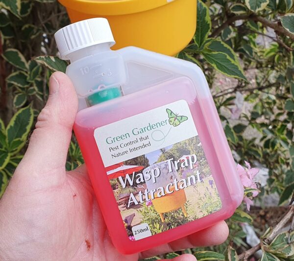 Bulk Pack of Orchard Wasp Traps with Attractant