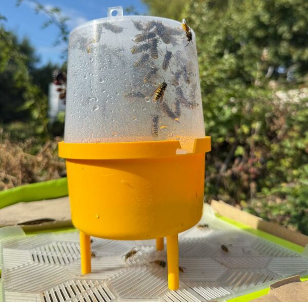 Wasp Trap with Attractant