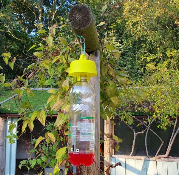 Soda Bottle Wasp Trap with Attractant