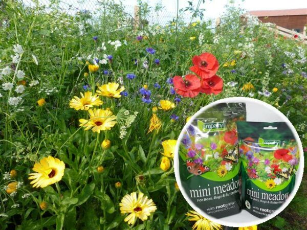 Butterfly, Bee and Bug Wildflower Seeds