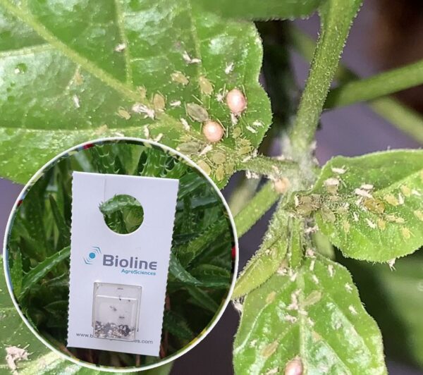 Aphid Predator Mix