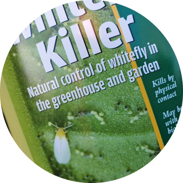 Whitefly Spray Concentrate Pest Control Underglass Green Gardener