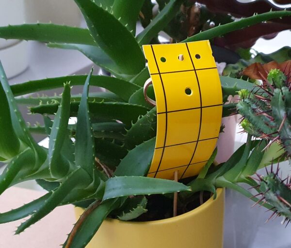 Pot Glue Traps