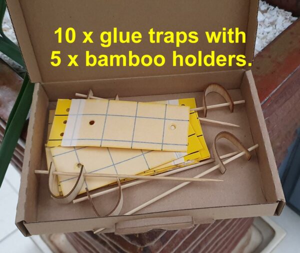 Pot Glue Traps
