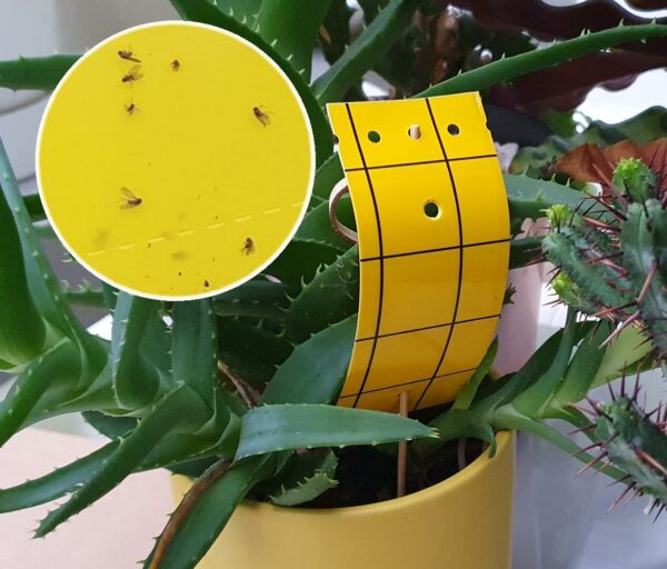 Pot Glue Traps