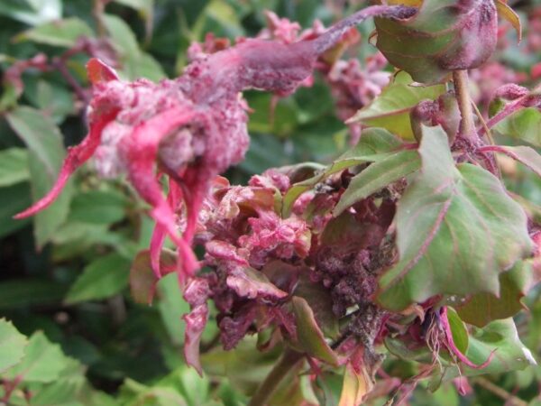 Fuchsia Sachet Programmes