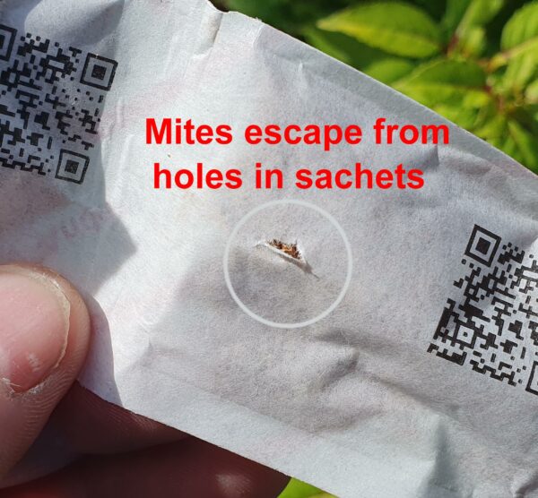 Fuchsia Gall Mite Sachets