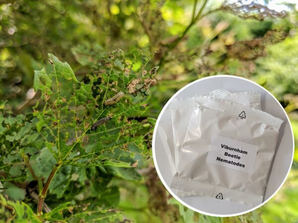 Viburnham Beetle Nematodes