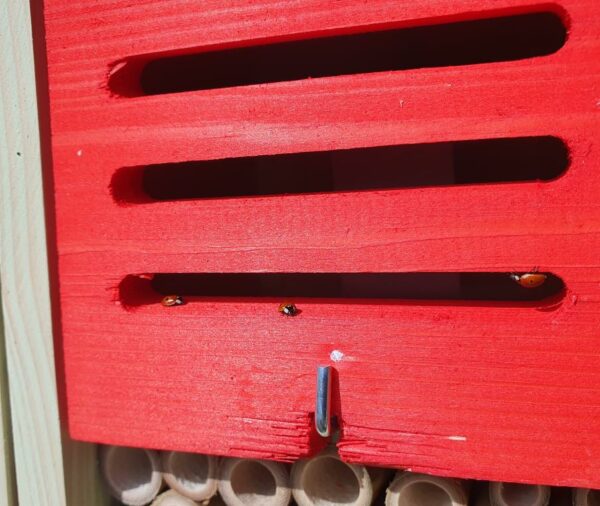 Beneficial Insect Hotel