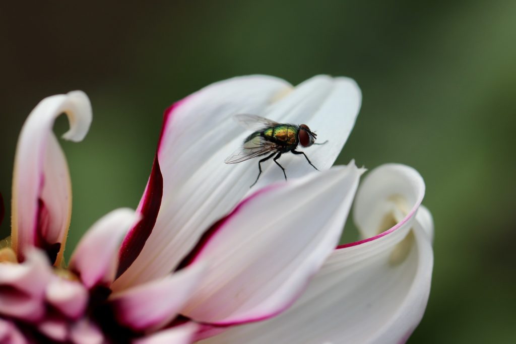 Fly - Fly Traps